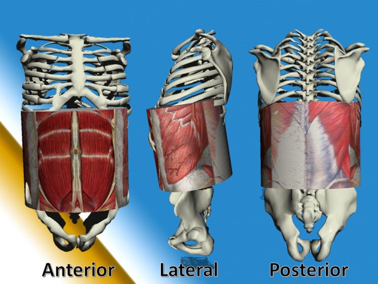 Anatomía De La Pared Abdominal – Sin Diástasis Abdominal